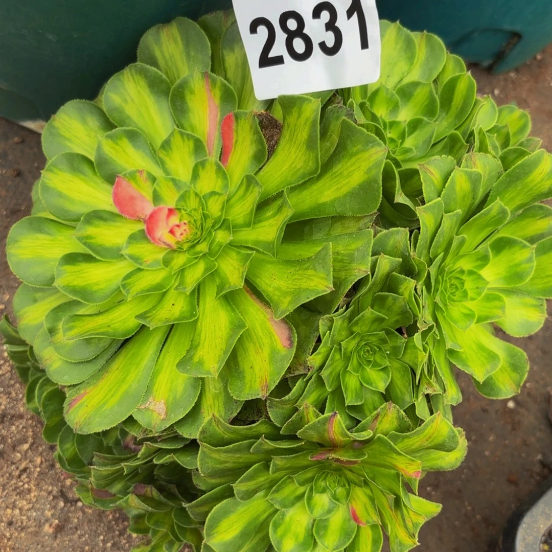 2831多肉植物知否