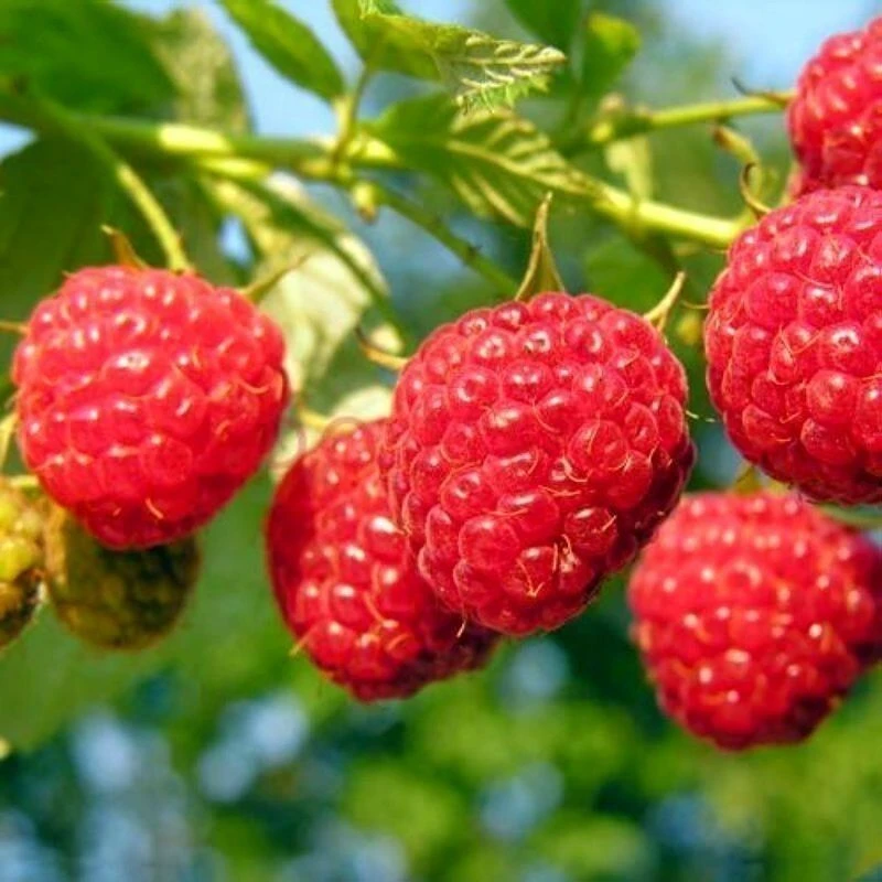 红树莓种子耐热耐冻口味酸甜阳台南北方菜园路边易种植覆盆子种子