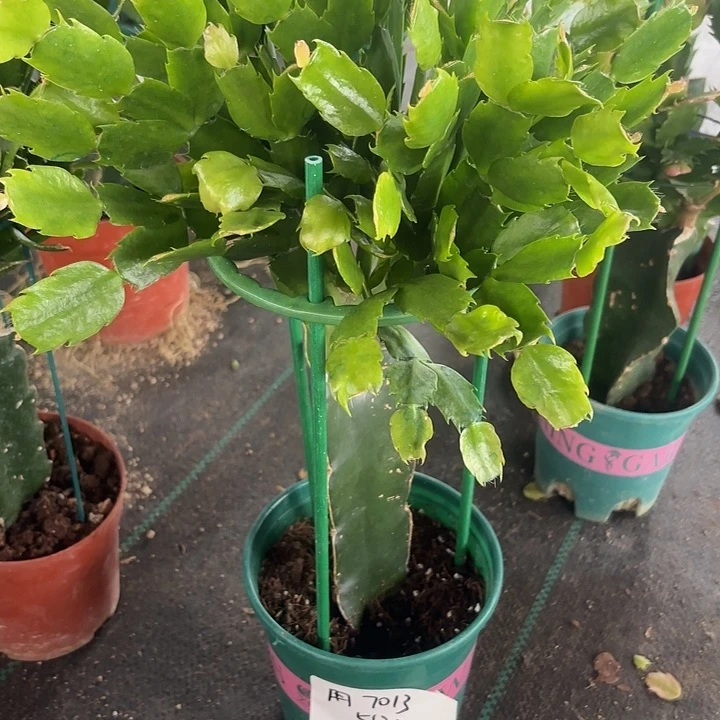 当前无花栽培后可以开花