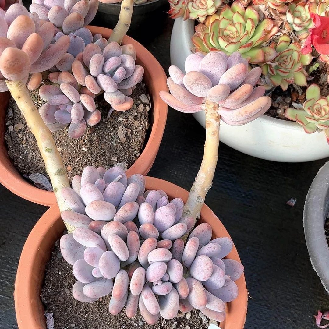 小杰橙雪球18017