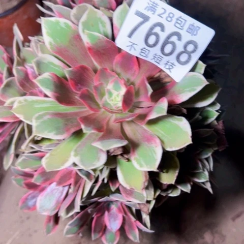 浣纱多肉植物法师7668