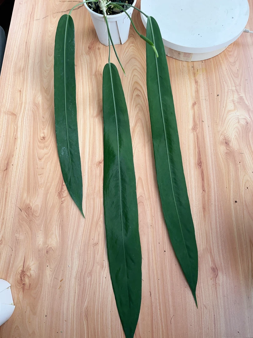 【银脉丝绸 2】天南星科 热带植物