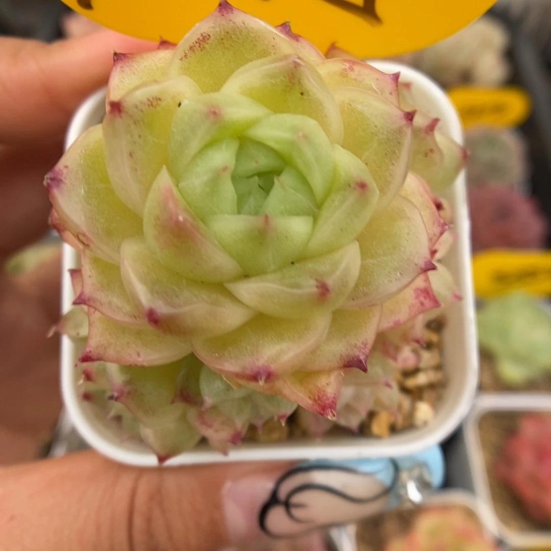 蜜蜡麦秆群生捧花1045号