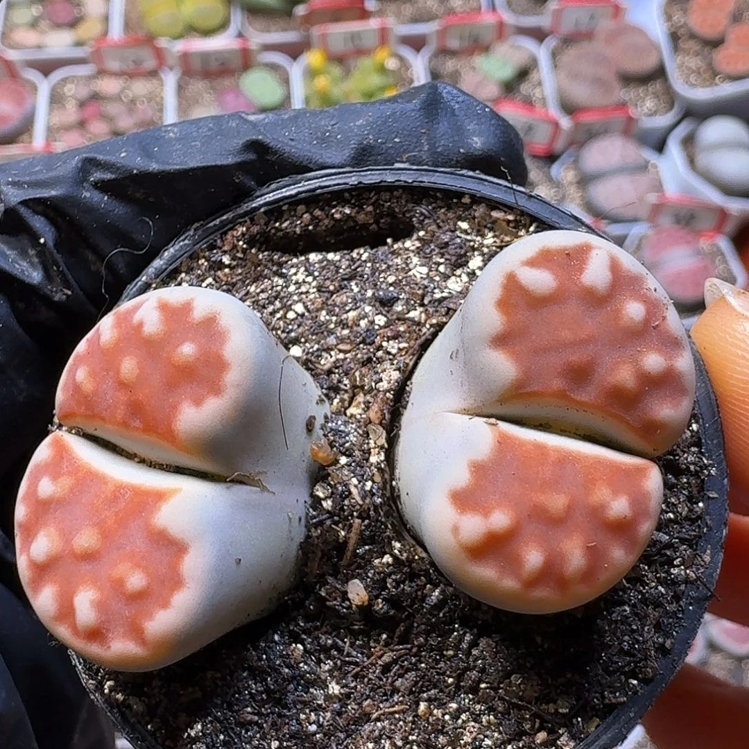 生石花23:：：。  30