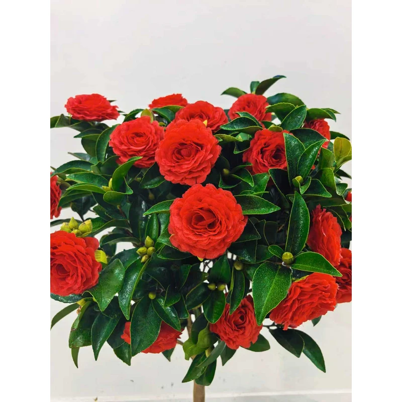 j【加大加高80cm-1米】夏日七星红色茶花原盆原土带花苞发