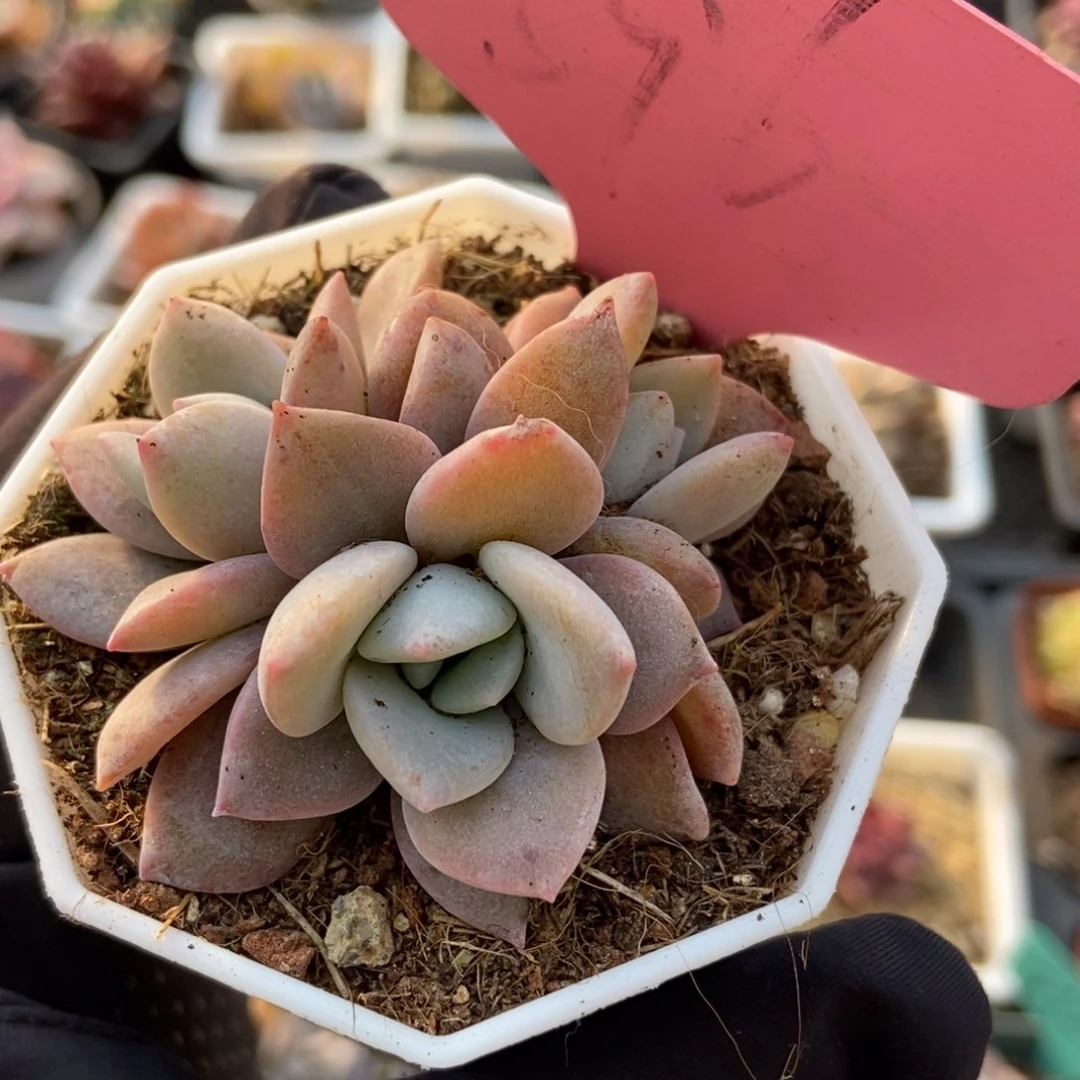 596红茶多肉植物保护