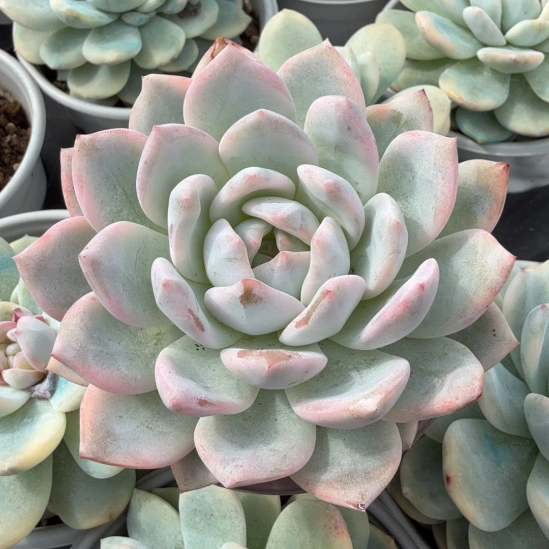 橙梦露锦腹轮锦一刻的