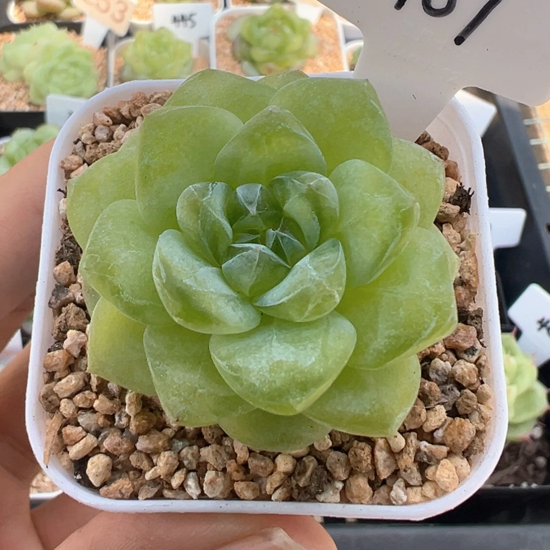 107号绿透 晗雨多肉