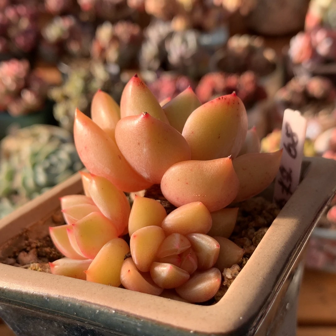 香槟福利一物一拍 013