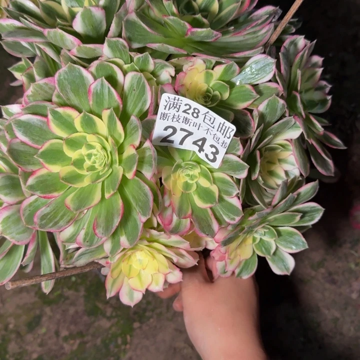 2743海王多肉植物