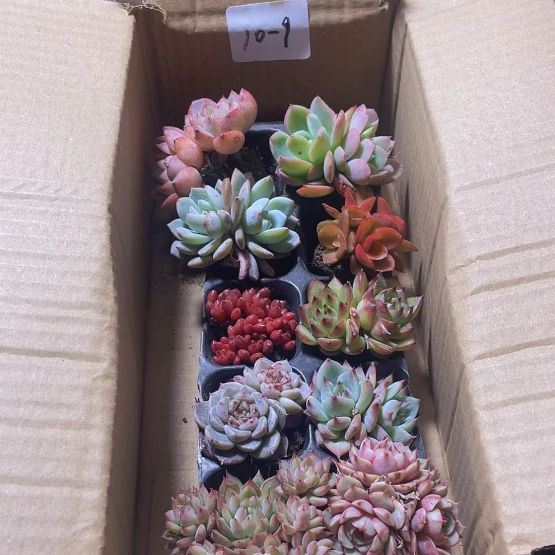 【闪购商品】10颗-9