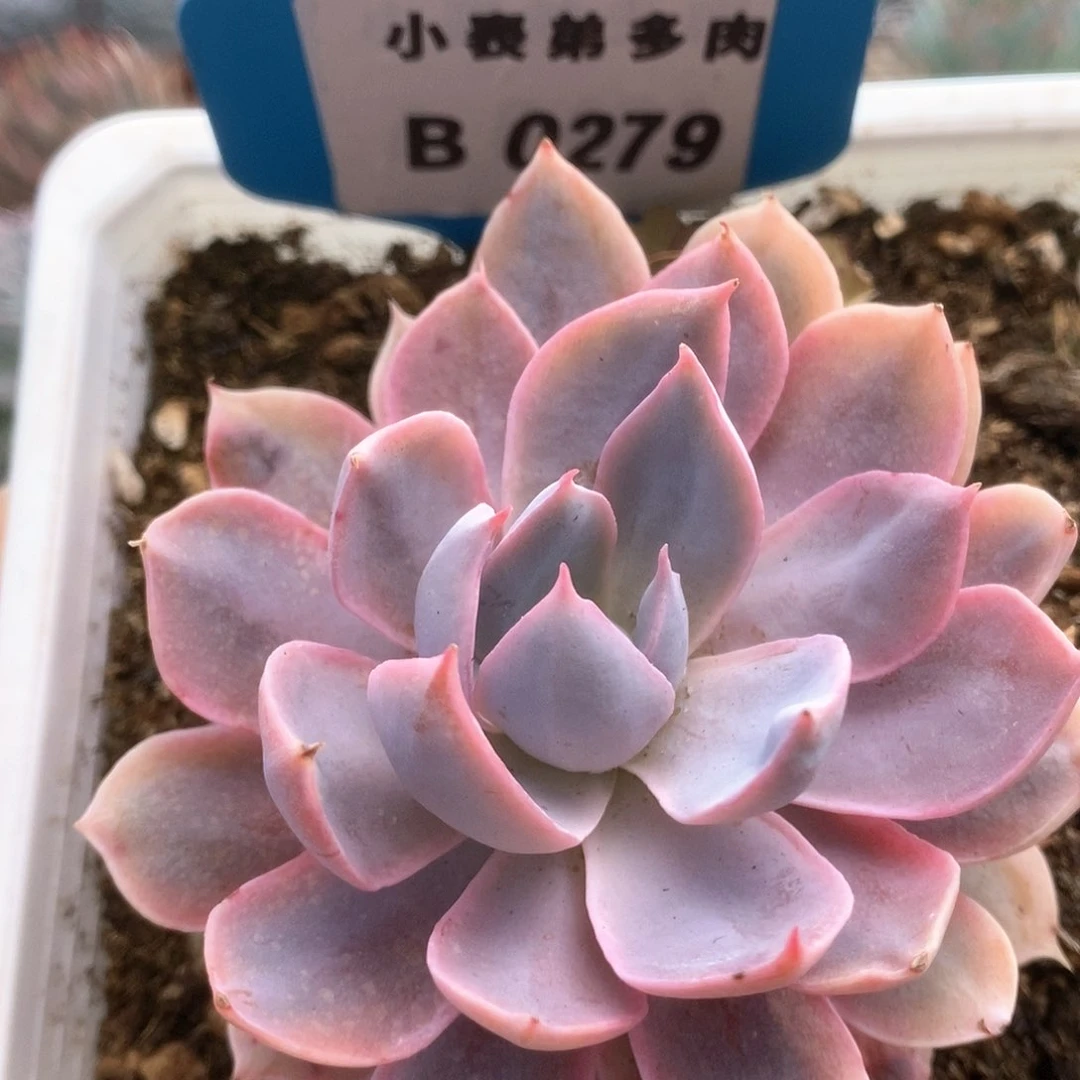 B279皮壳锦锦锦锦锦