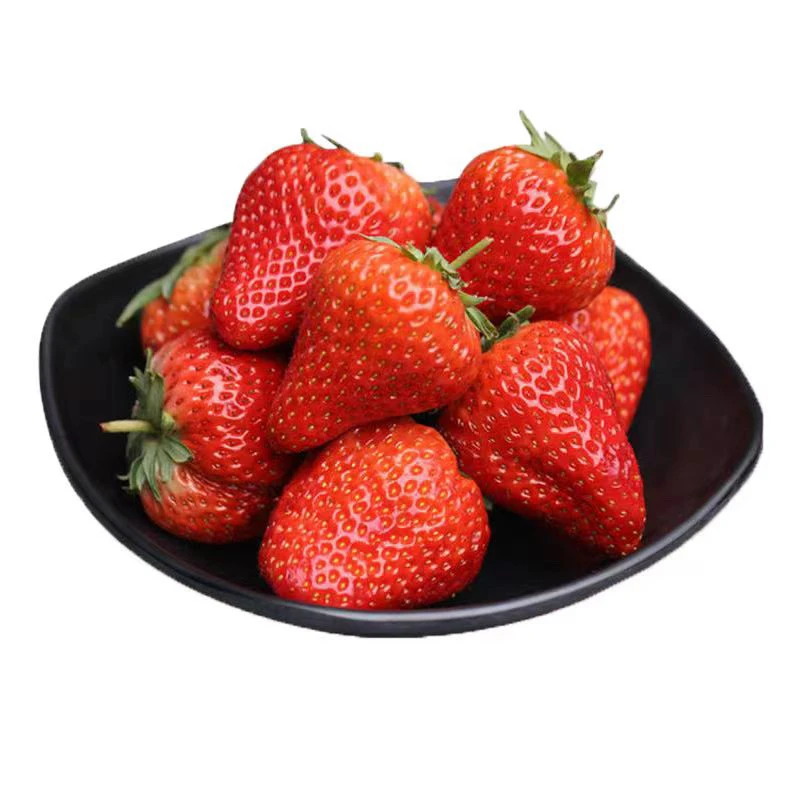 正宗丹东99（红颜）草莓 产地直发 新鲜现采 顺丰包邮