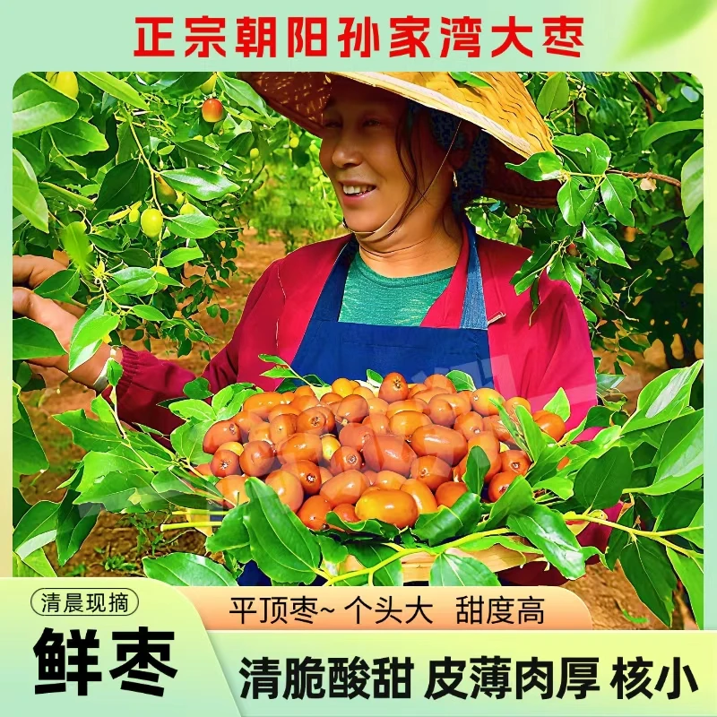 朝阳大枣孙家湾平顶甜枣鲜枣红枣新鲜正宗现摘新枣脆枣冬枣特产