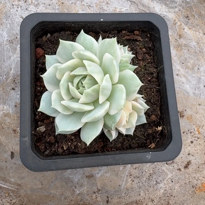 露娜莲锦一物一拍