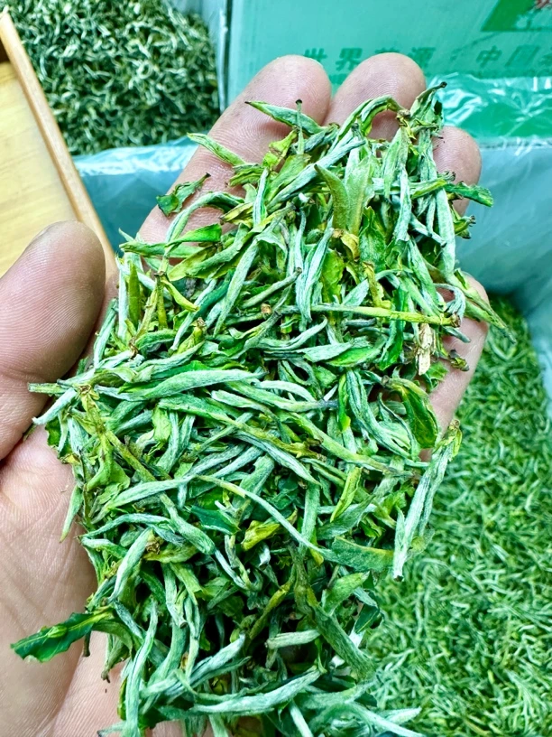 2025年云南普洱芽孢春茶墨江露水茶浓浓的新春气息,不好喝不要钱