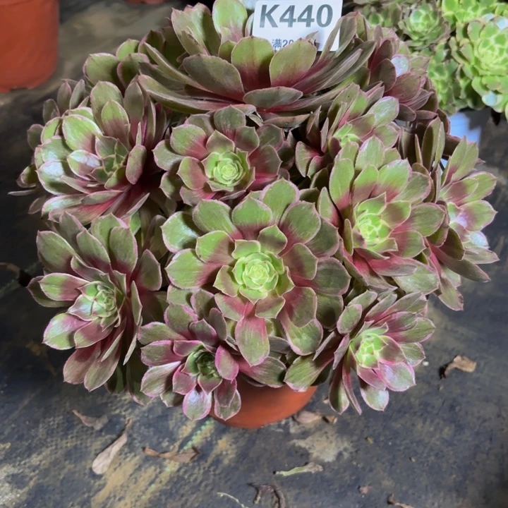 瑞妈，，。。。。440。莲花座，