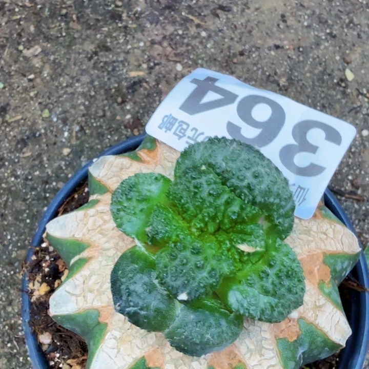 无花朵364无毛超大尤菜花牡丹