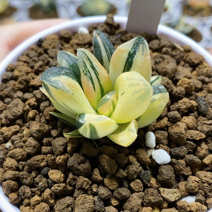 【闪购商品】75毛蟹锦