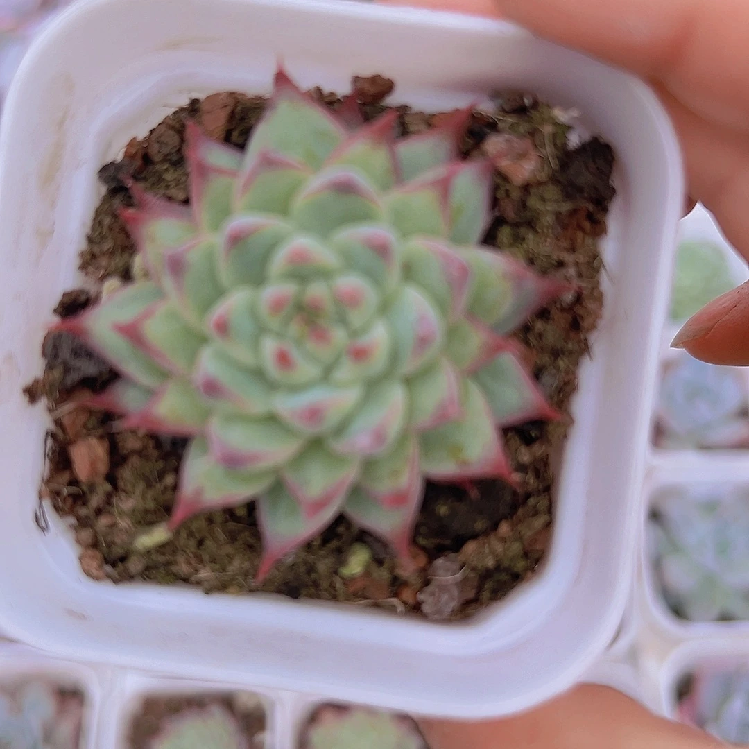 梦瑶19包邮多肉植物