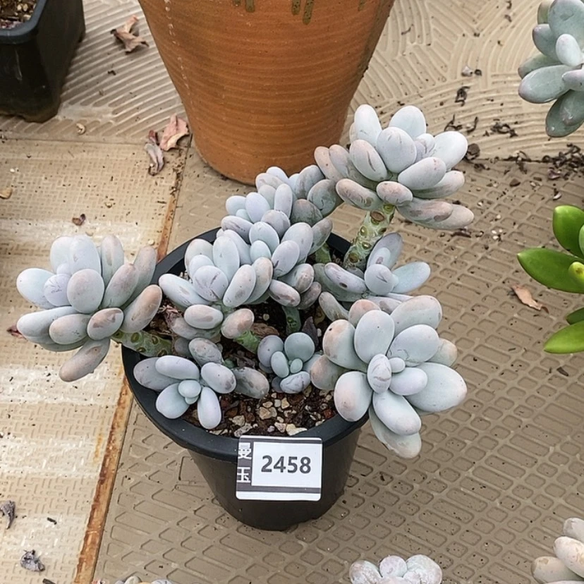 【闪购商品】鸡蛋奶2458