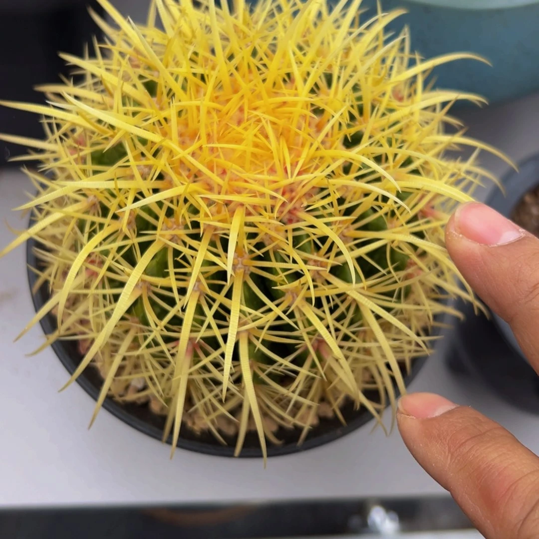 墨西哥奇特红心怒虎福利198