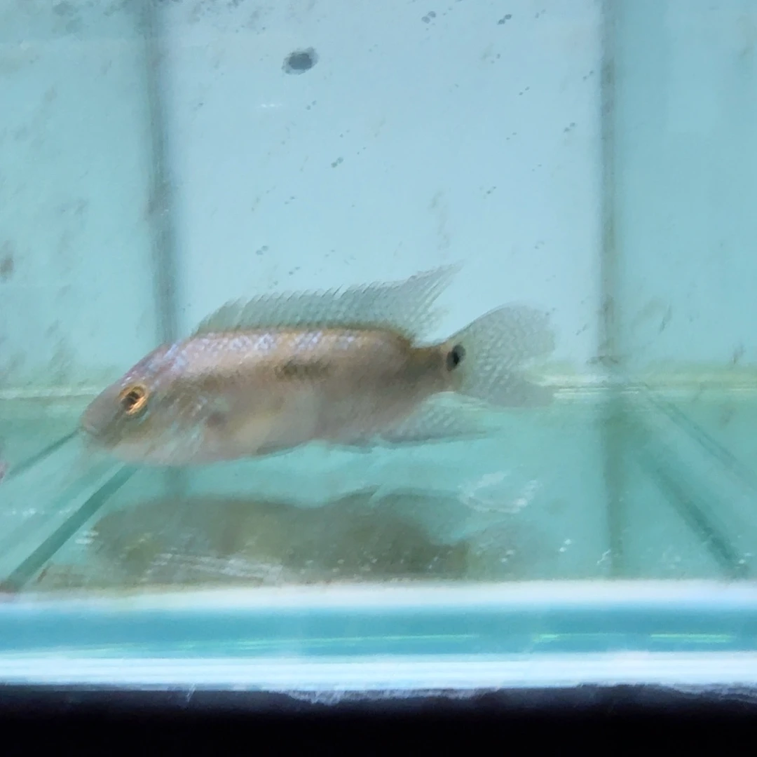 慈鲷624珍珠豹。