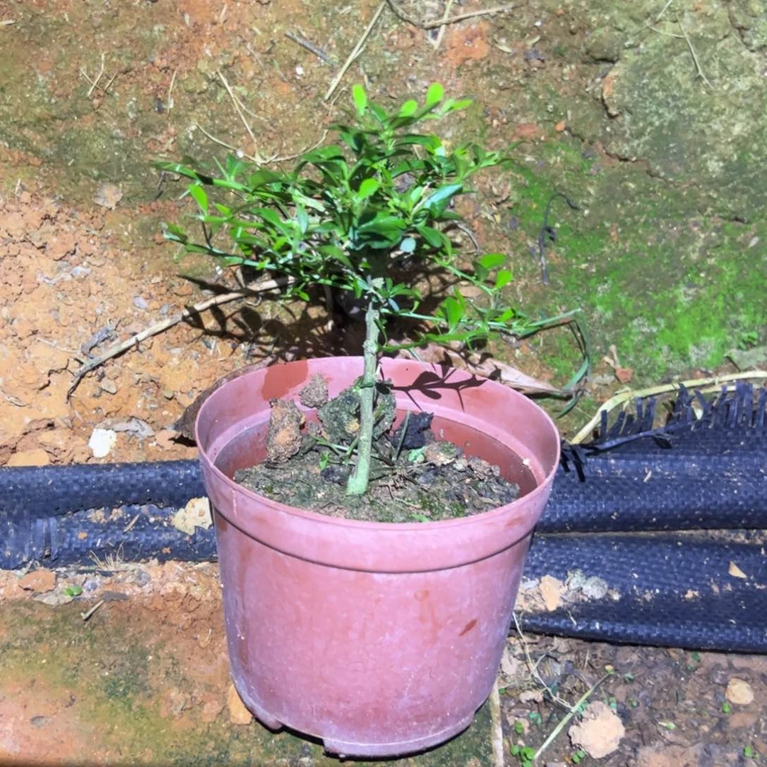 无花朵绿植盆栽植物花卉
