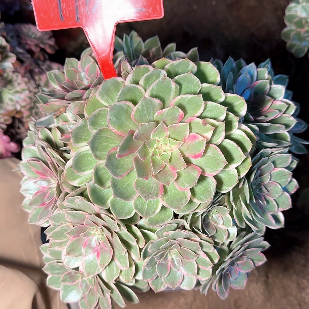 4102莲花座多肉法师