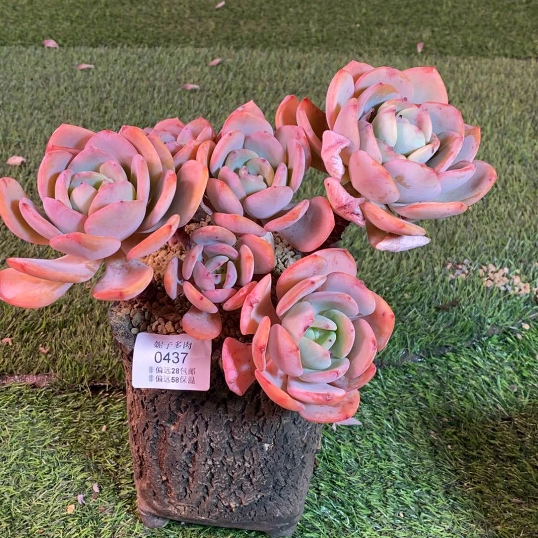 0437啊啊啊啊啊啊啊