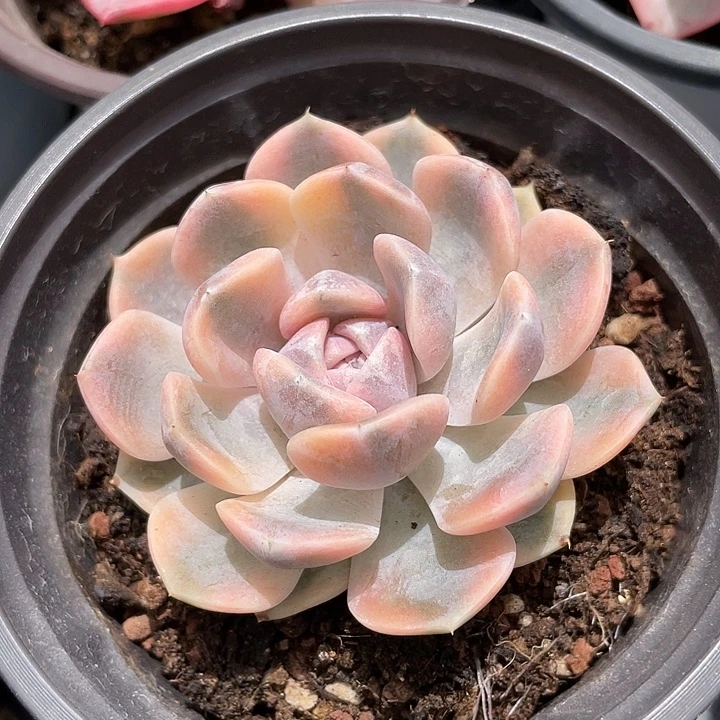 汉堡锦。锦龙一物一拍