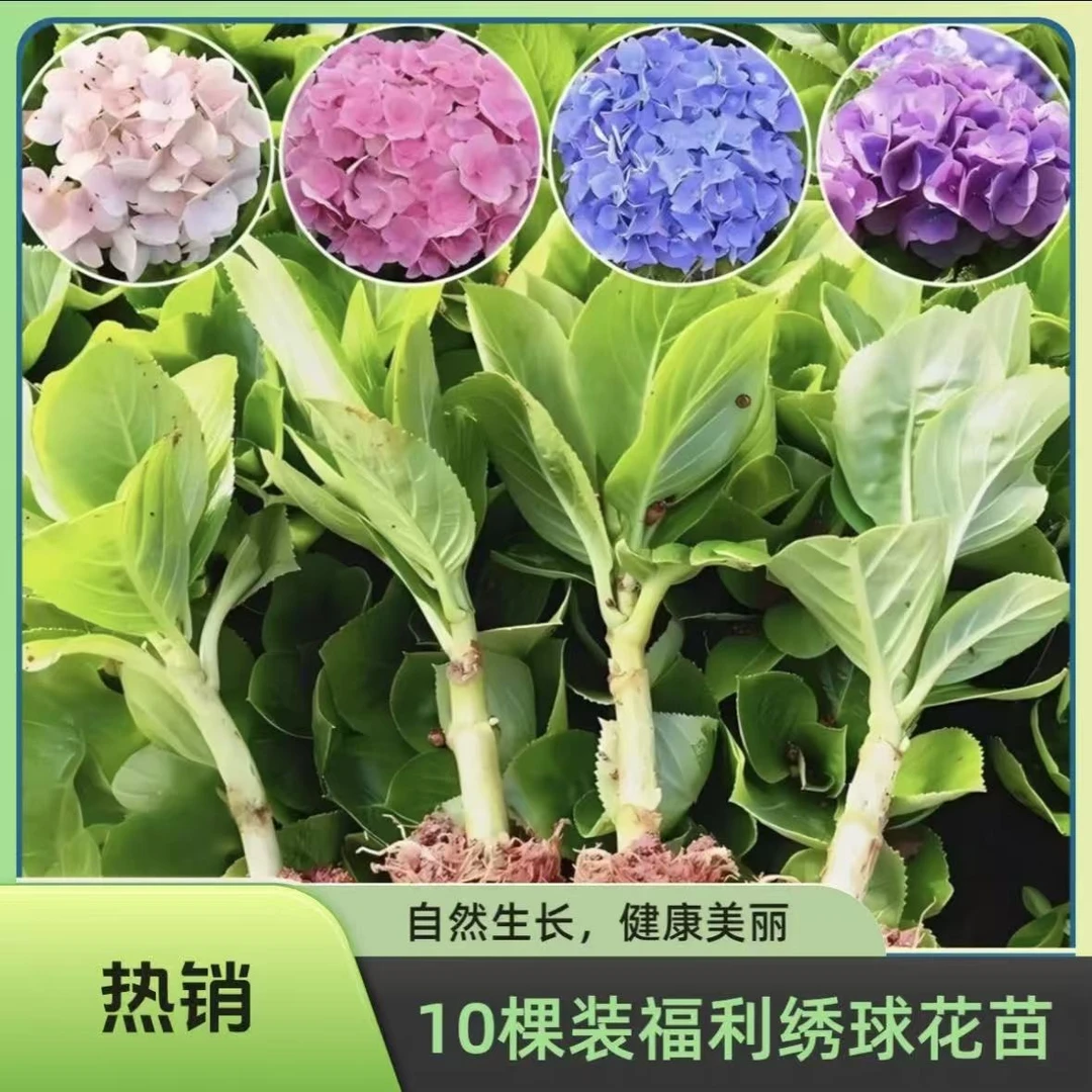 云南基地10棵大花绣球花苗耐冷耐热庭院室内易活好种花多四季开花