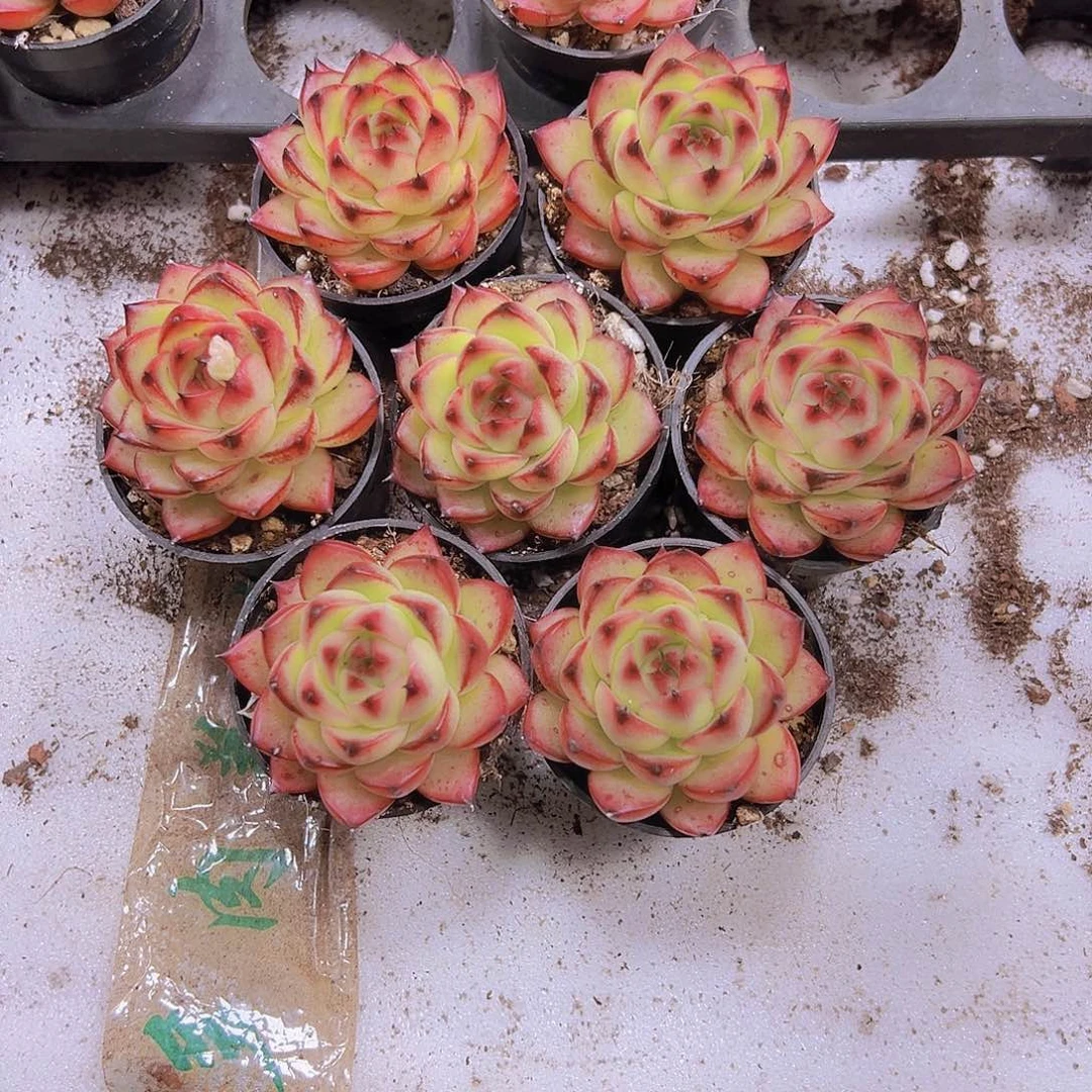 月亮石组合7盆19包邮