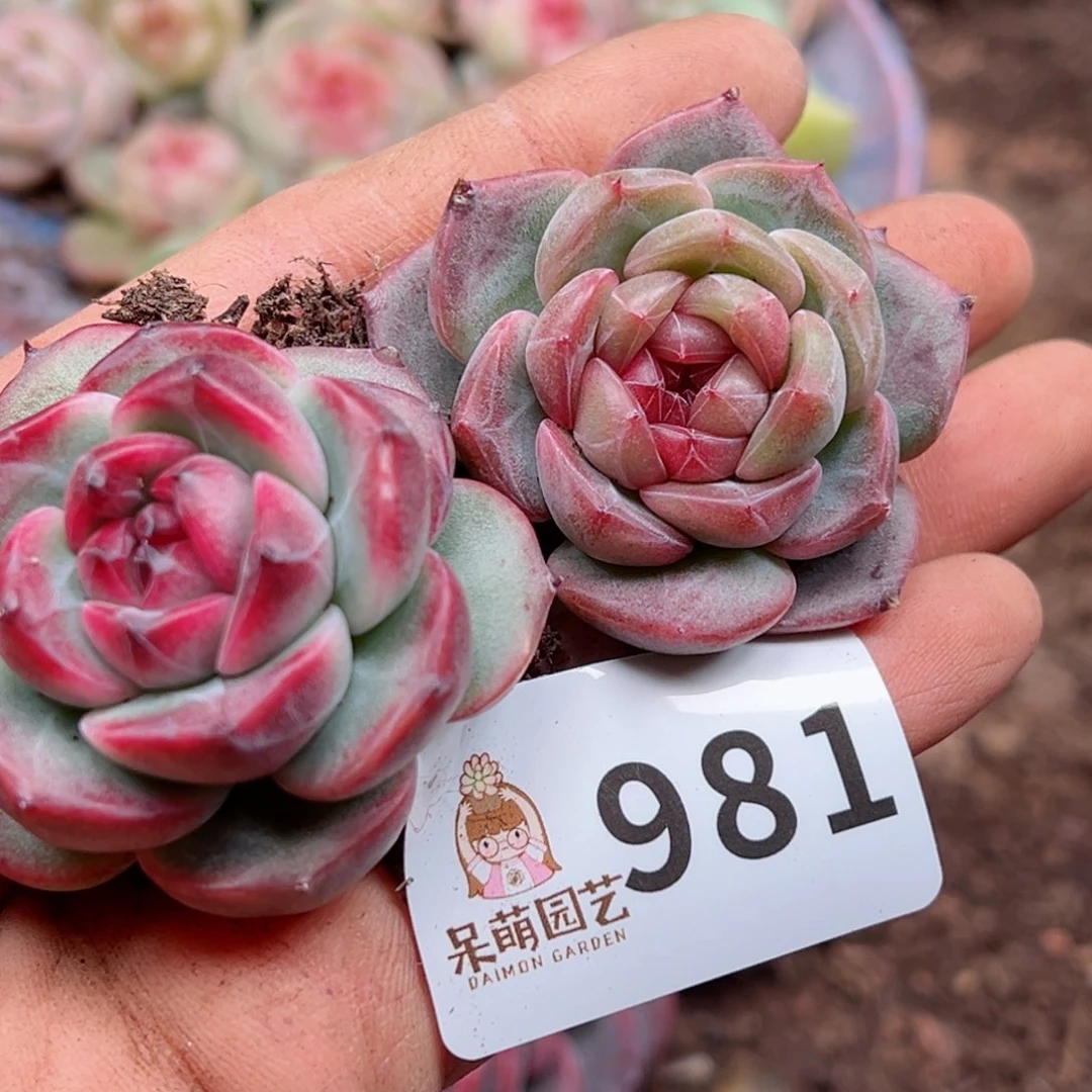 多肉植物多肉植物