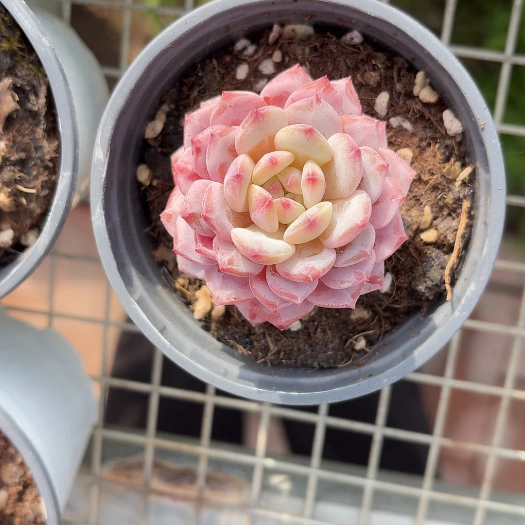 玉芙蓉新品多肉9㎝盆参考