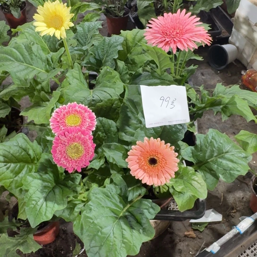 无花朵99号4盆矮秆无售后