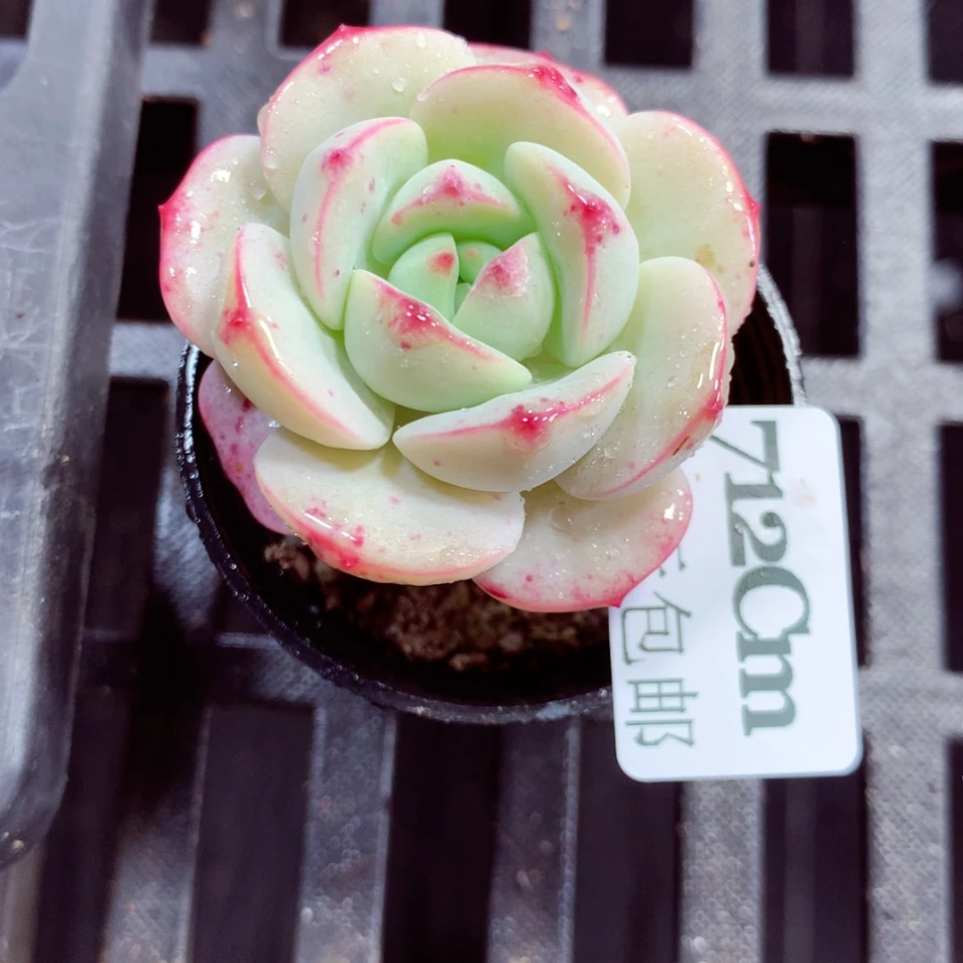 5厘米盆精控多肉712