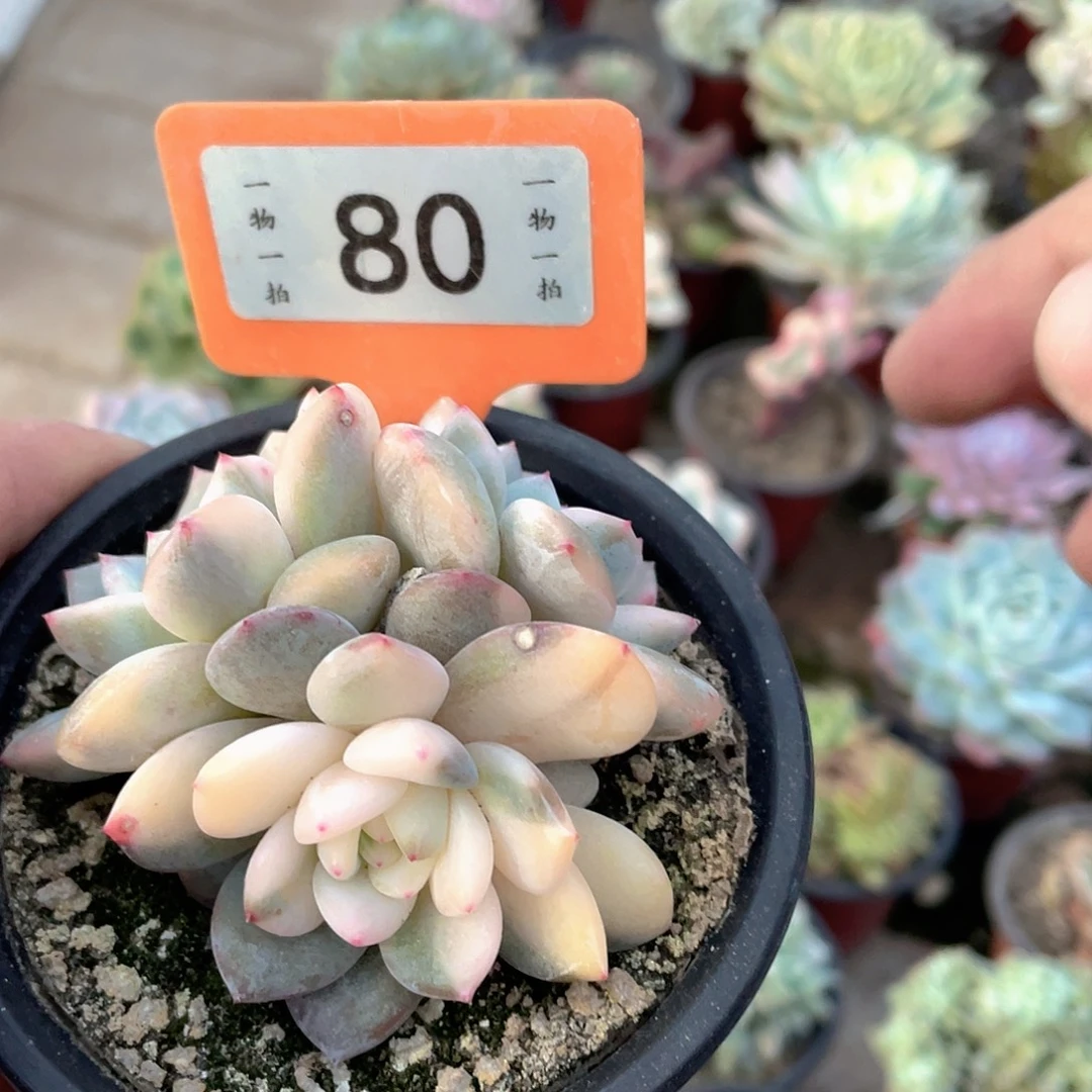 小***恼80号多肉植物盆栽