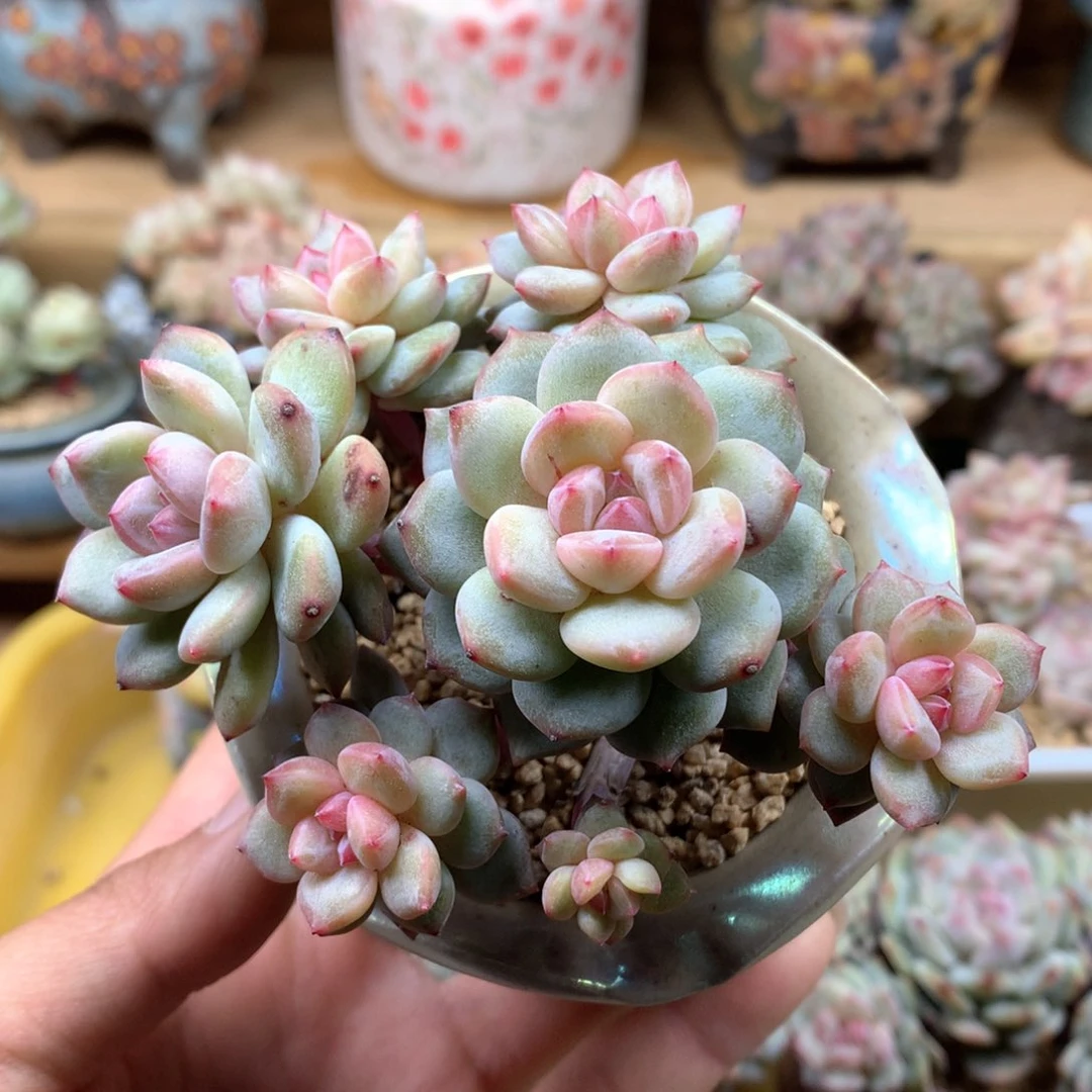 小*超级福利一物一拍整群小橙子