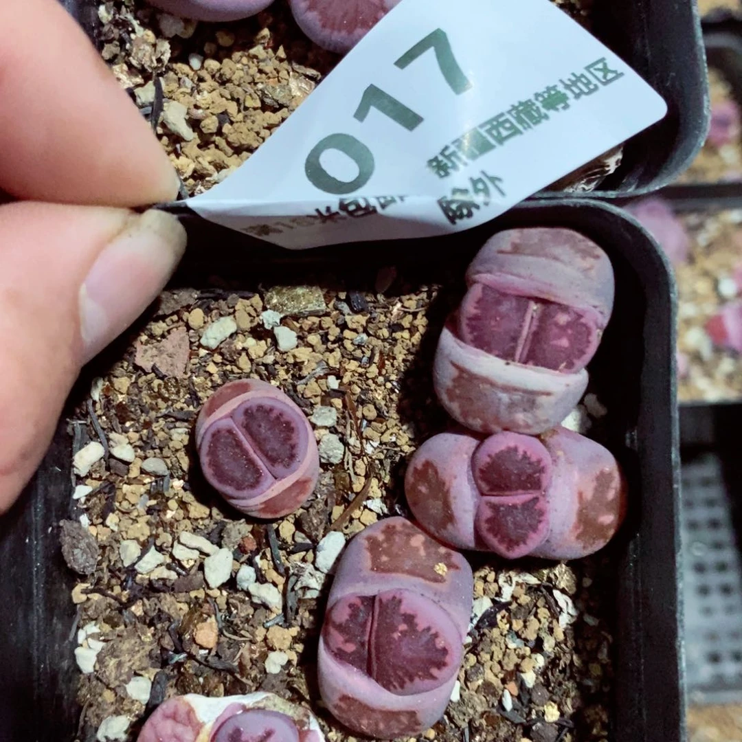 夜*澜我是一只小小鸟地域鬼017