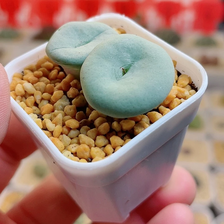 佳人园艺多肉生石花母本大酒杯752