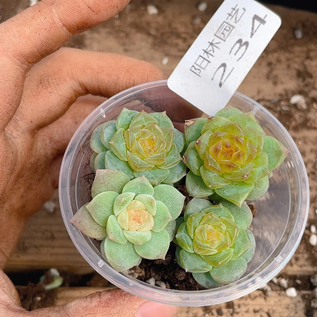 多肉植物多肉植物234