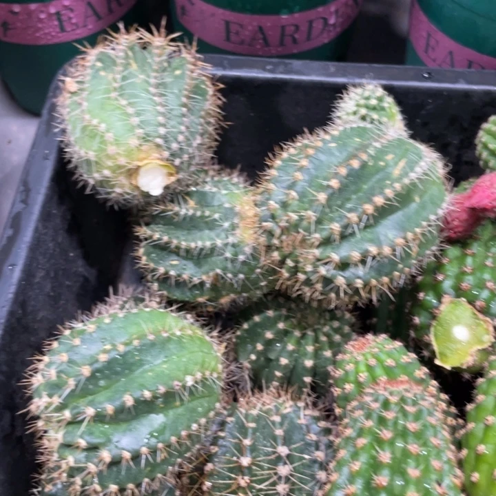彩草洛可可侧芽一个四五公分