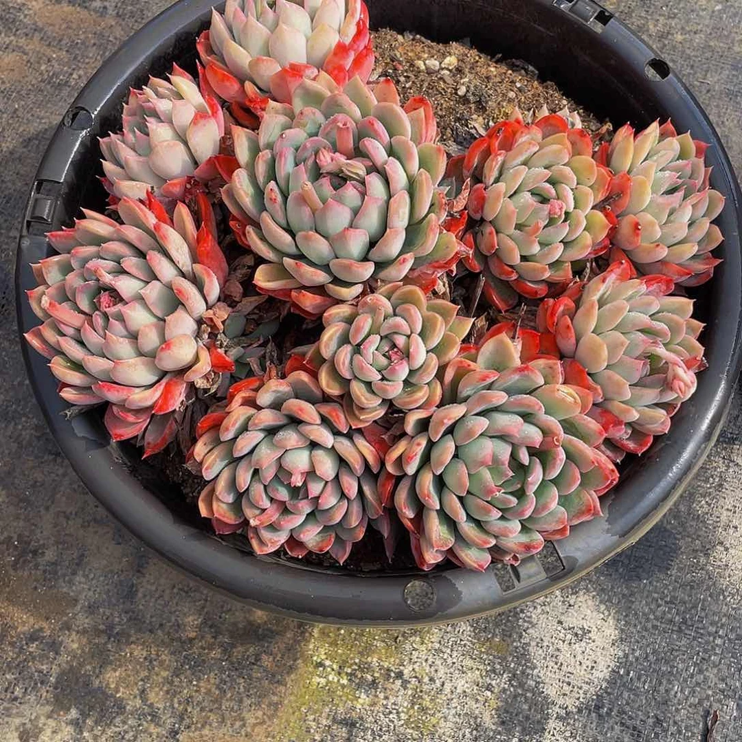 多**?麦达斯国王多肉植物