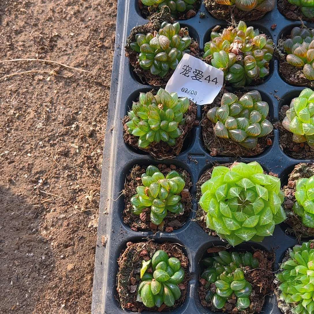 直播福利一物一拍44