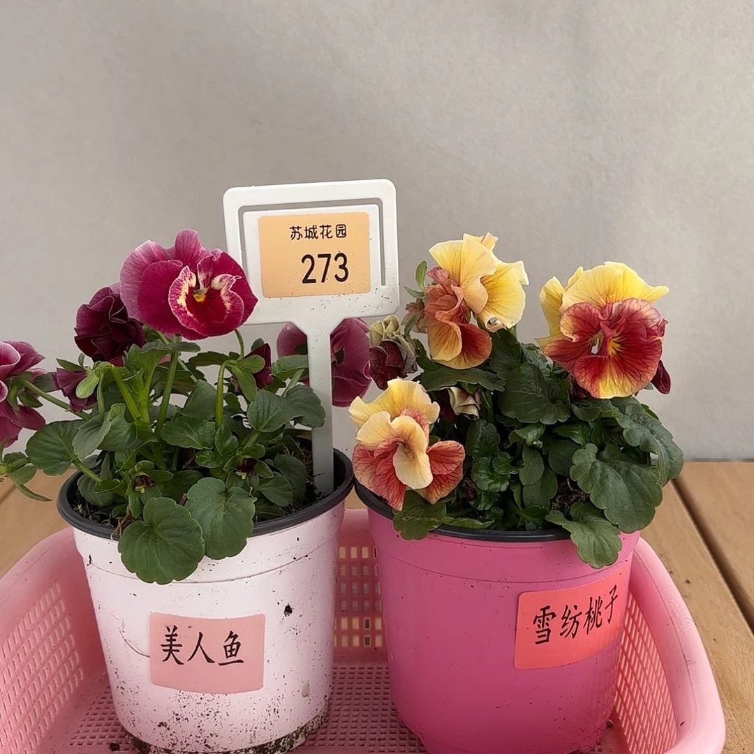 大部分开放少量花苞273