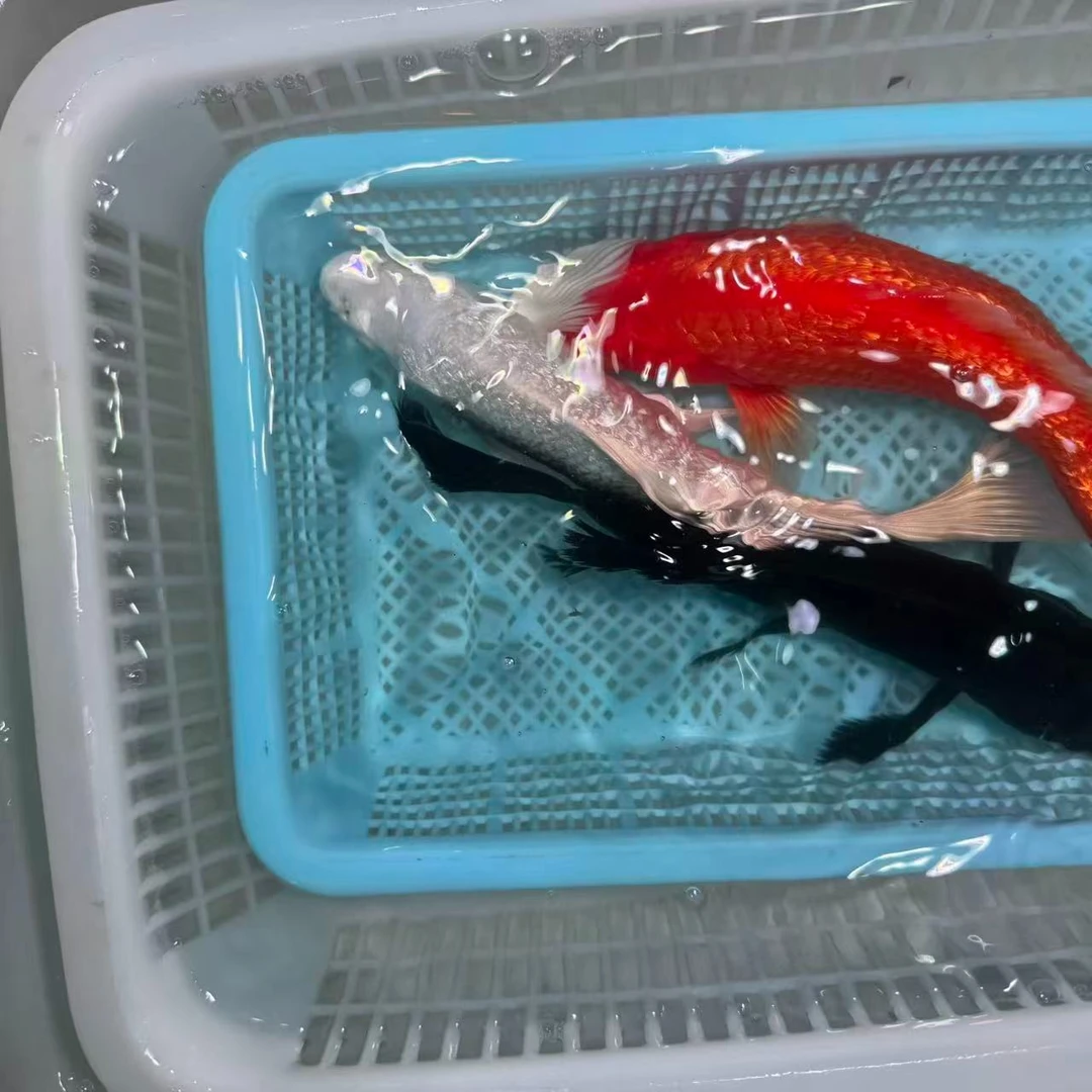 【三条装】15-20cm火鲤白蝴蝶黑金冷水观赏鱼活体包邮