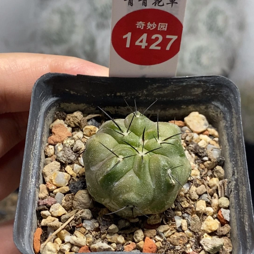 实生上腊龙爪球黑士冠一颗2.9cm
