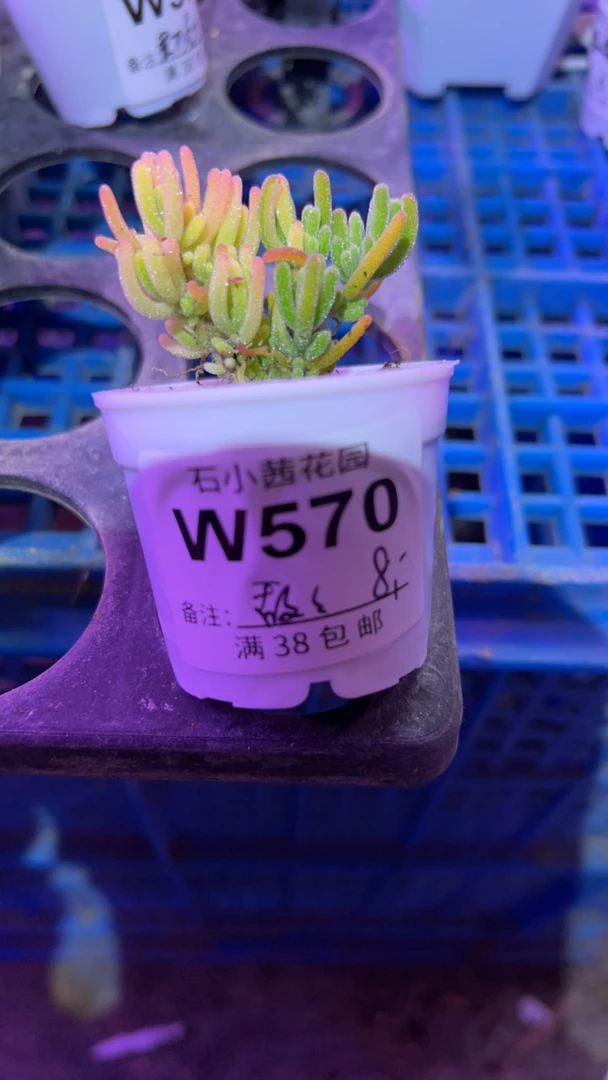敌-荧光兔锦-多肉植物枝干番杏