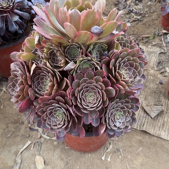 多肉植物法师半夏30